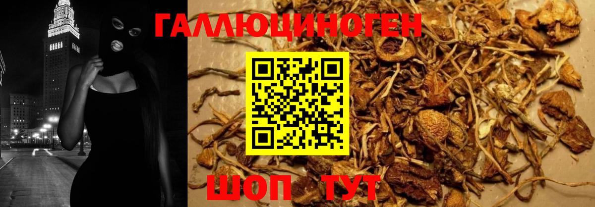 Галлюциногенные грибы Psilocybine cubensis  Галлюциногенные грибы Cubensis  Горно-Алтайск 